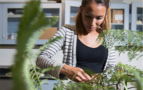 Apply to the CSU