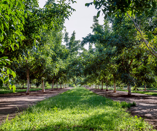 AG & THE CA ECONOMY STUDY