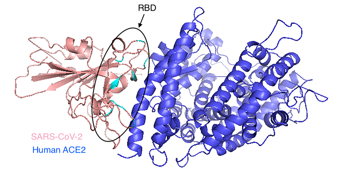 Diagram of the SARS-CoV-2 virus binding with the human ACE2 receptor
