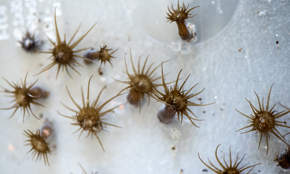 sea anemone called Exaiptasia pallida (commonly referred to as “Aiptasia”)